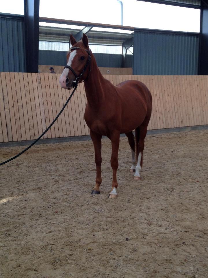 DSP Rafinik  billede 10