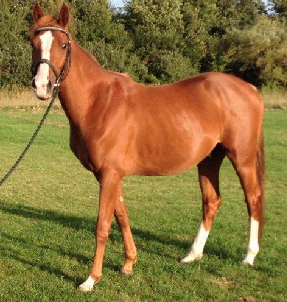 DSP Rafinik  billede 11