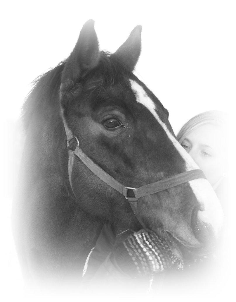 Westfaler Lady Litla W - Min pony - - Fotoshoot december 2012. billede 18