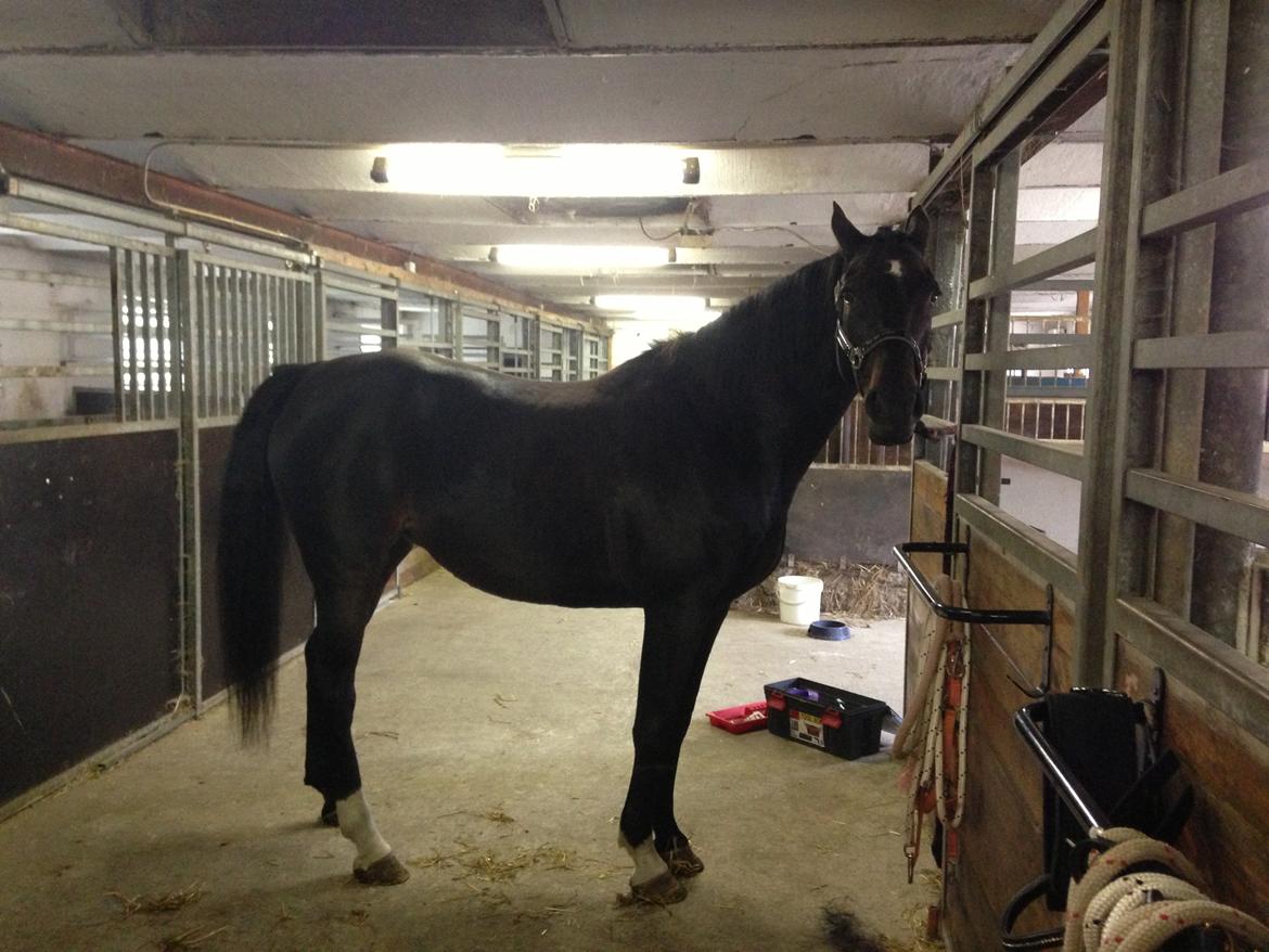 Dansk Varmblod Capaia billede 1