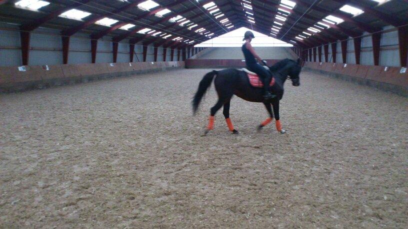 Dansk Varmblod Capaia billede 2