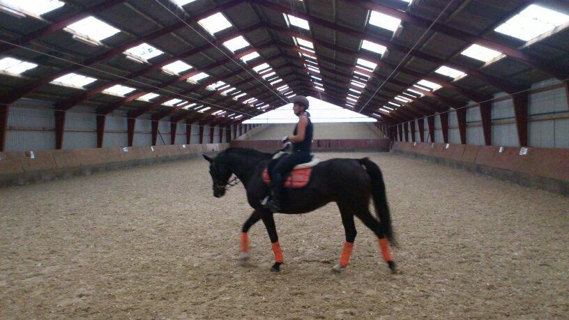 Dansk Varmblod Capaia billede 3