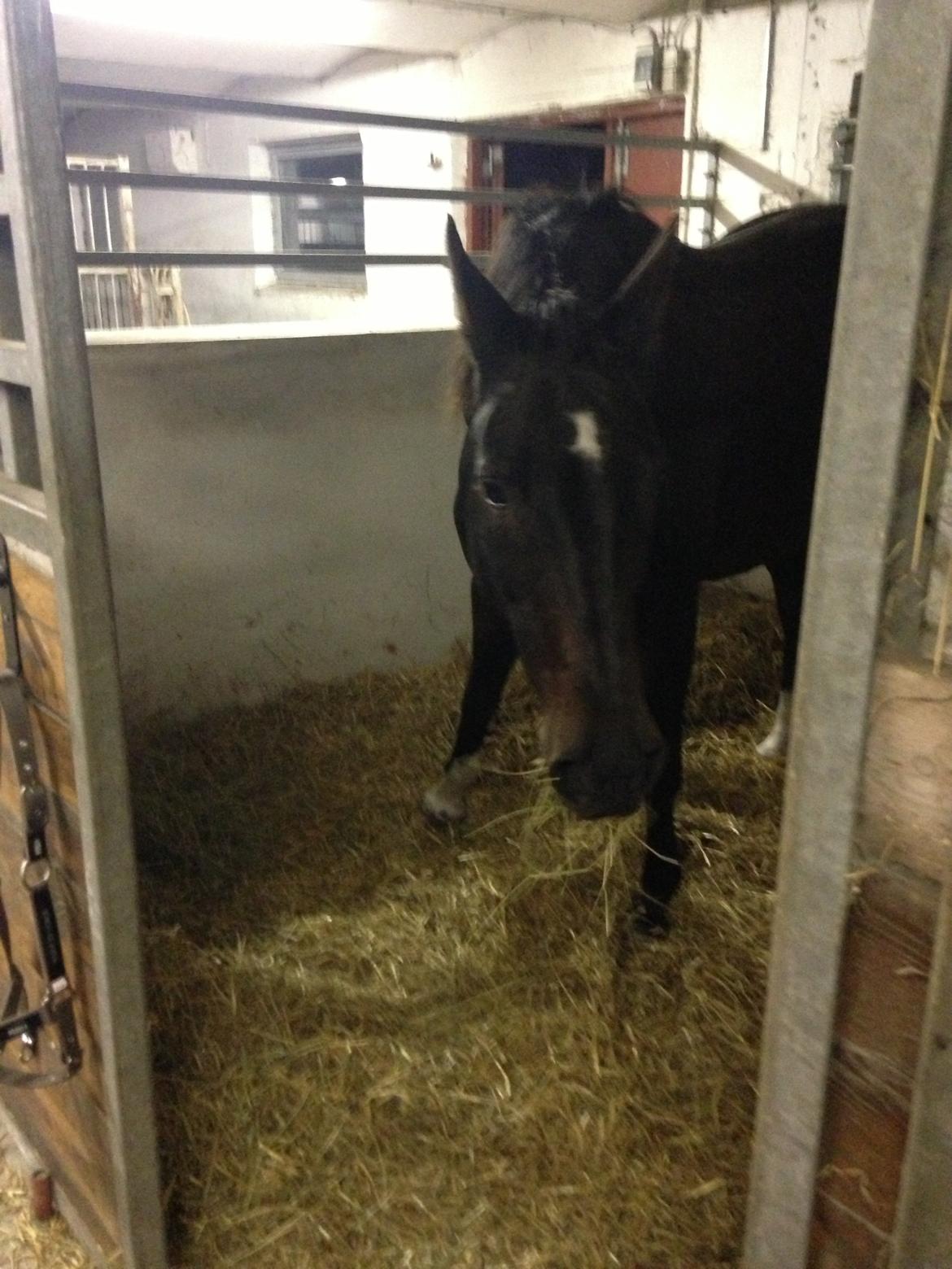 Dansk Varmblod Capaia billede 4