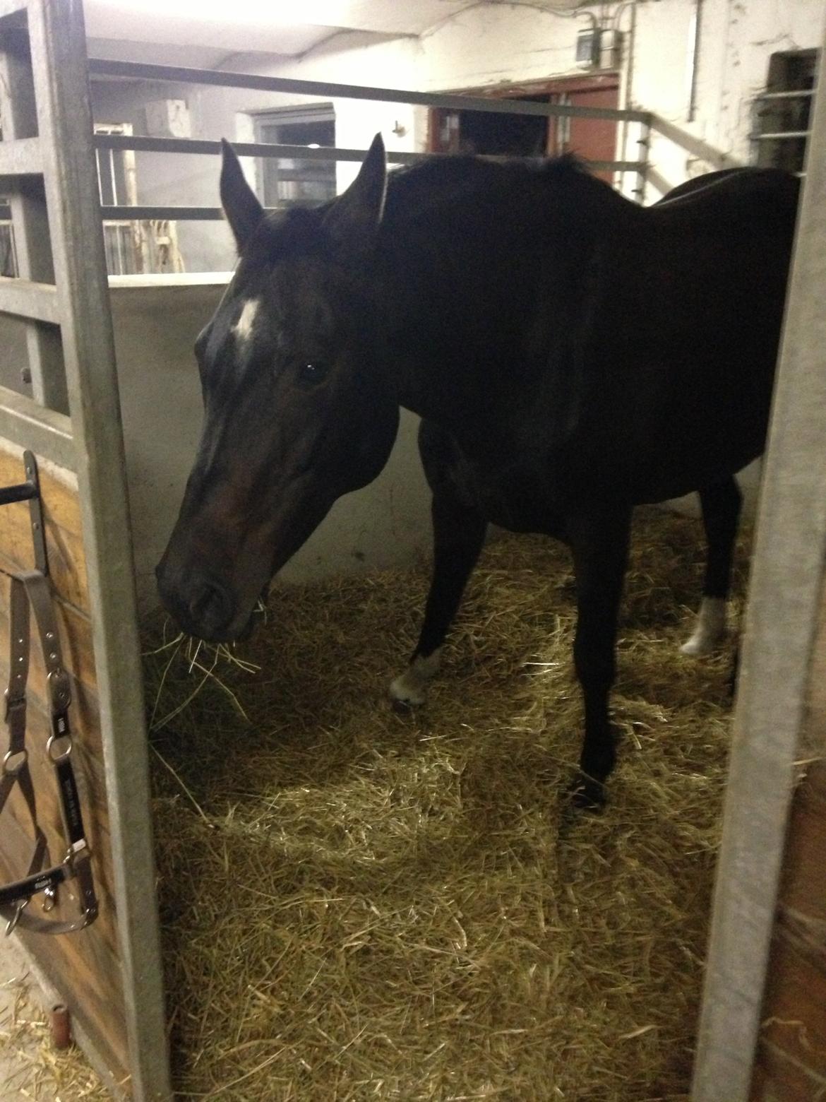 Dansk Varmblod Capaia billede 5