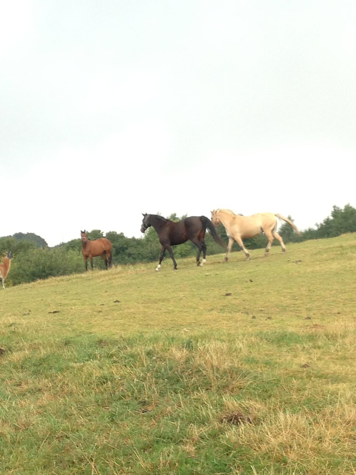 Dansk Varmblod Capaia billede 6