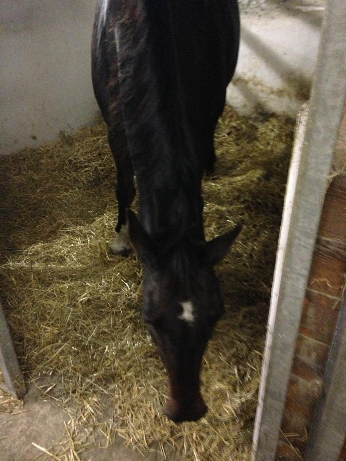 Dansk Varmblod Capaia billede 7