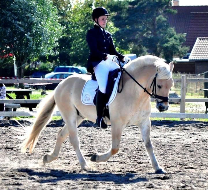 Fjordhest Vængets Fjalar #Klubmester 2013# - Klubmester 2013
Fotograf Nadja Larsen billede 14