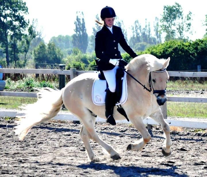 Fjordhest Vængets Fjalar #Klubmester 2013# - Klubmester 2013
Fotograf Nadja Larsen billede 32