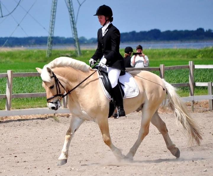 Fjordhest Vængets Fjalar #Klubmester 2013# - sommerstævne på seden billede 12