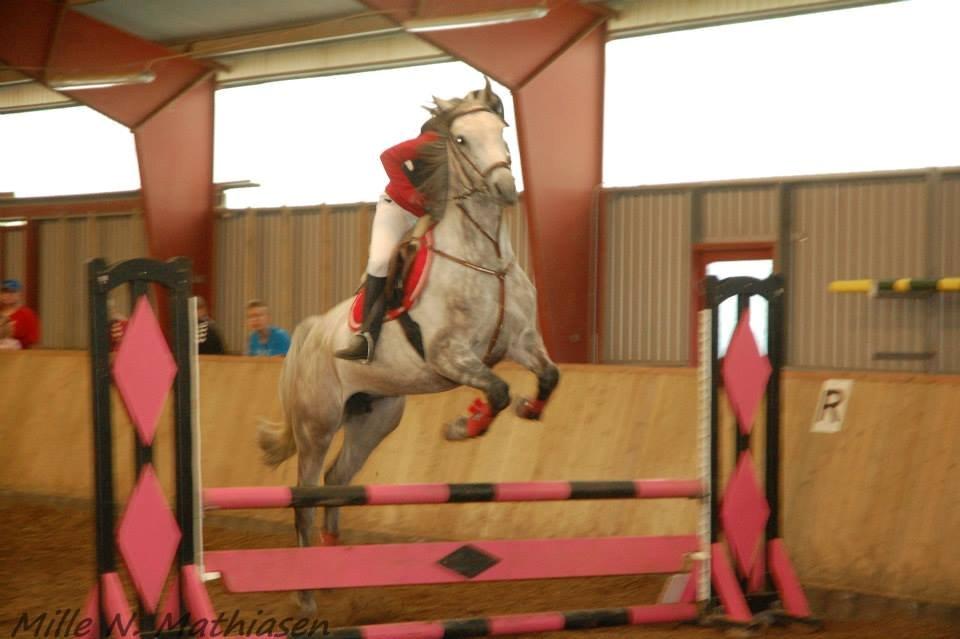 Dansk Varmblod Leto billede 12