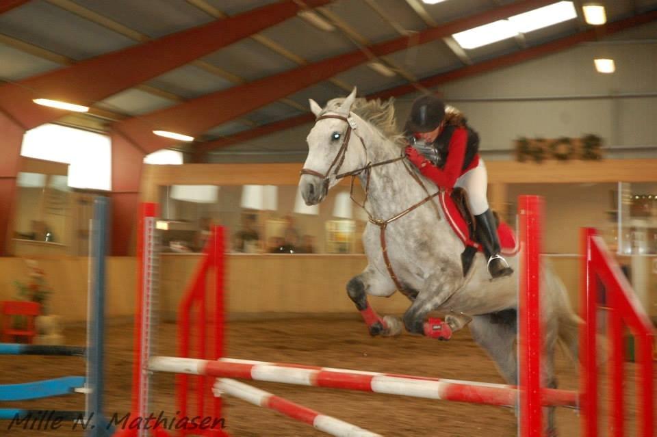 Dansk Varmblod Leto billede 13