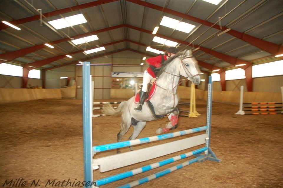 Dansk Varmblod Leto billede 14