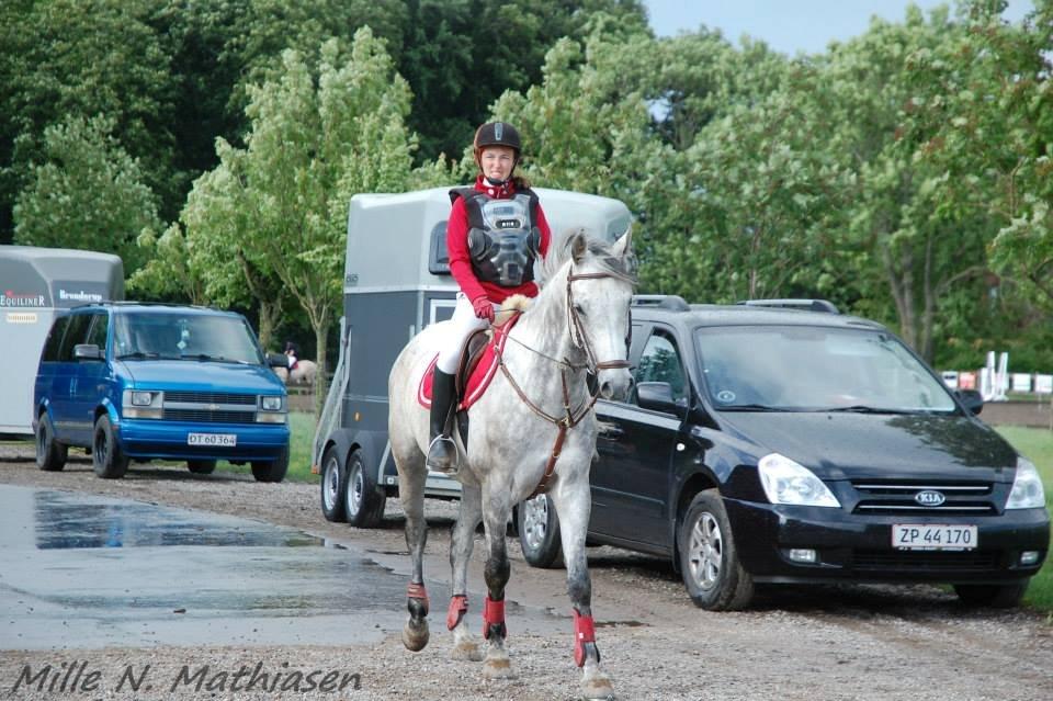 Dansk Varmblod Leto billede 15