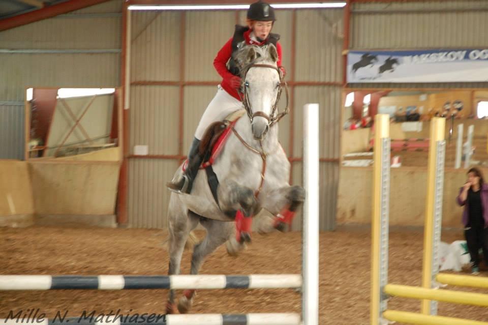 Dansk Varmblod Leto billede 16