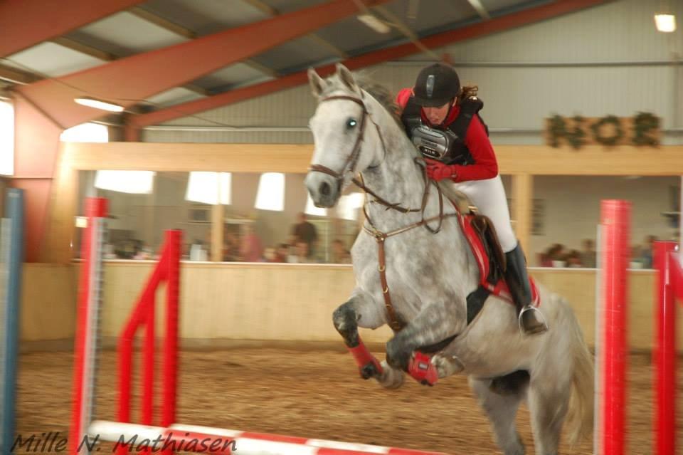 Dansk Varmblod Leto billede 17