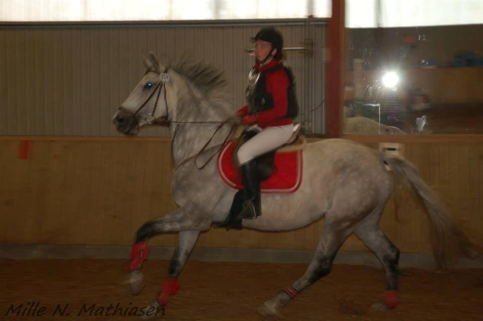 Dansk Varmblod Leto billede 18