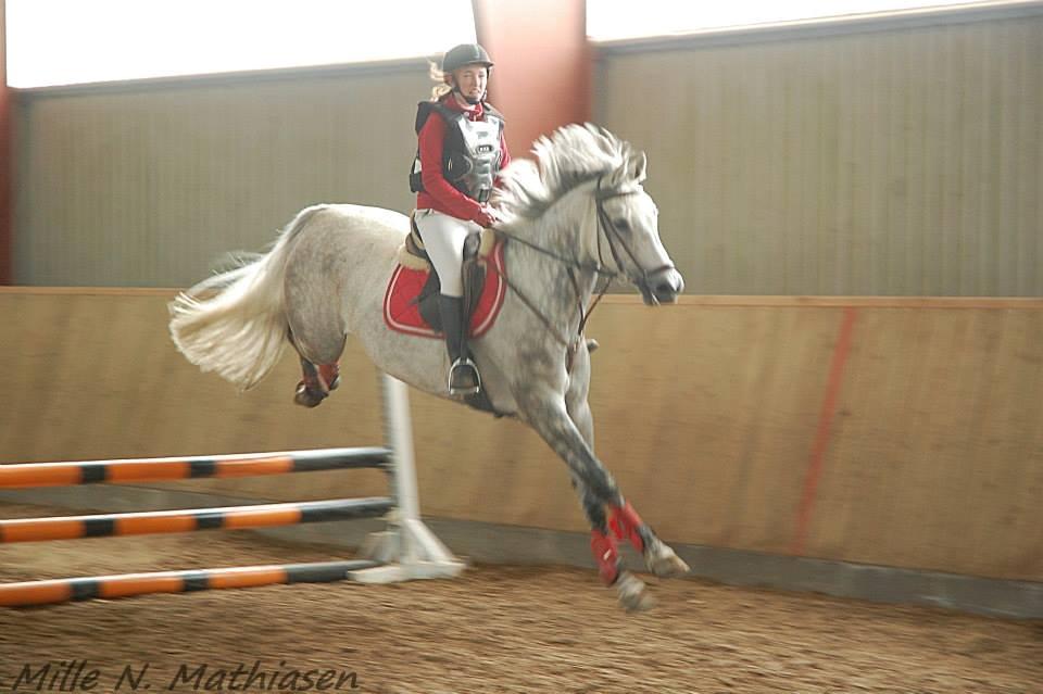 Dansk Varmblod Leto billede 19