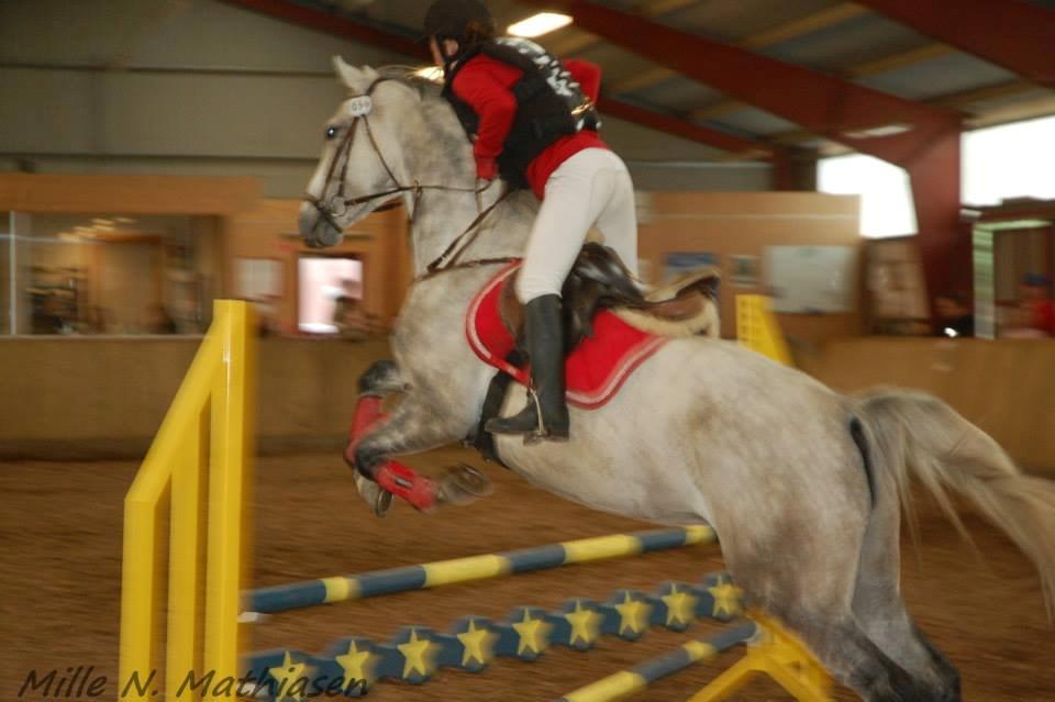 Dansk Varmblod Leto billede 20