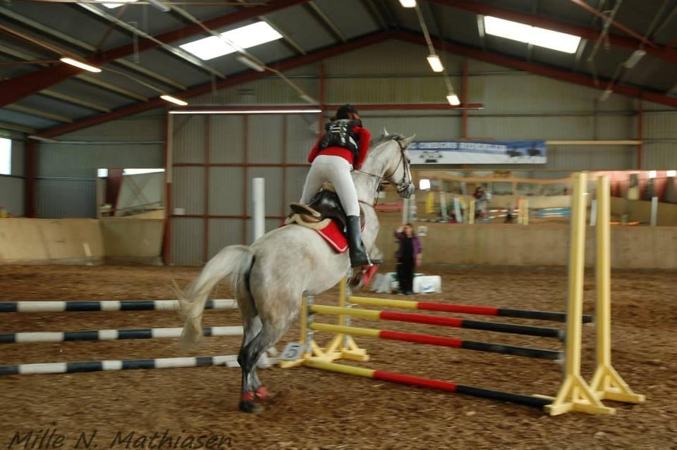 Dansk Varmblod Leto billede 21