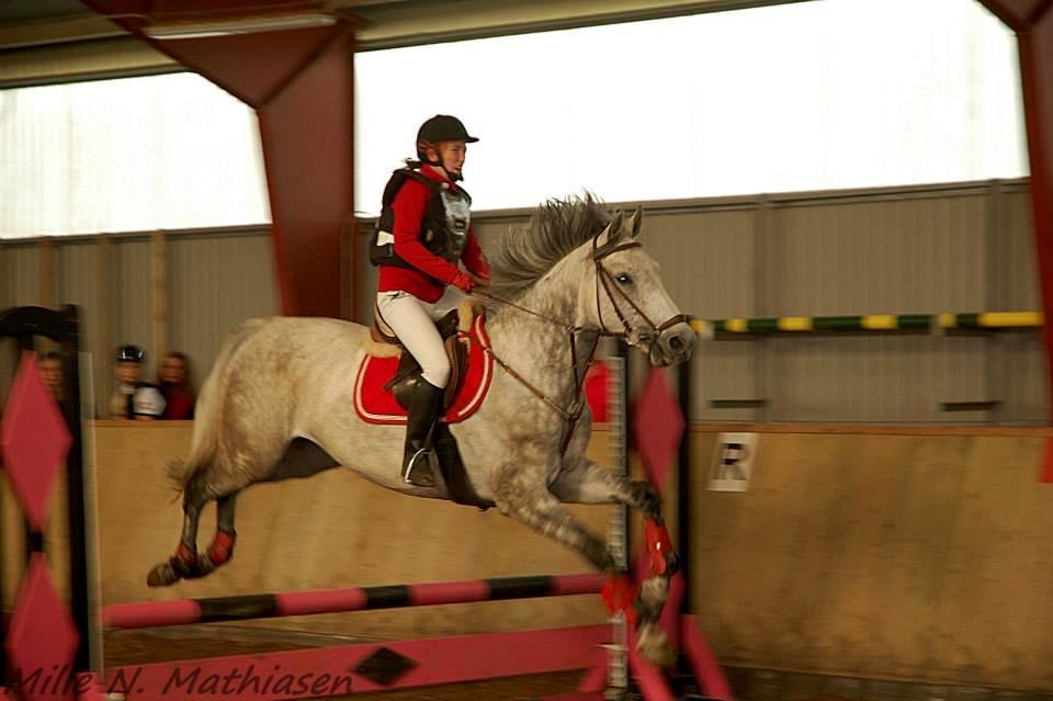 Dansk Varmblod Leto billede 22