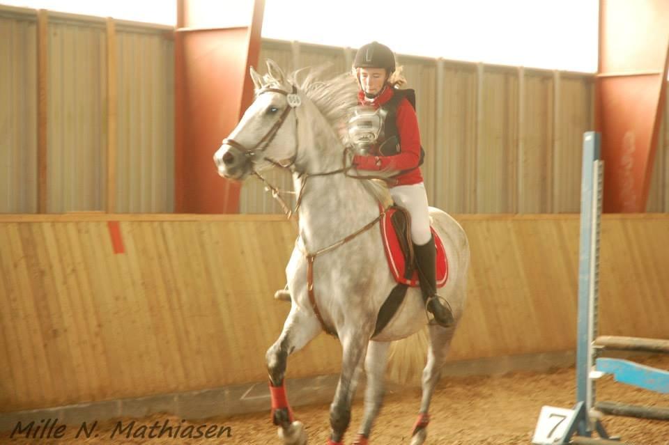 Dansk Varmblod Leto billede 23