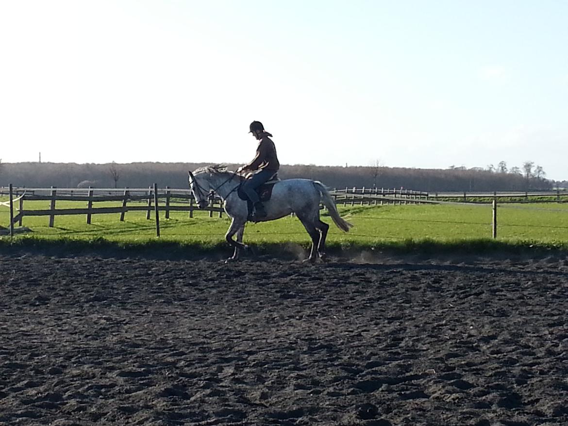 Dansk Varmblod Leto billede 24