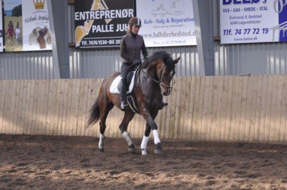 Dansk Varmblod Steensgaards Laktose (Tove)  billede 1