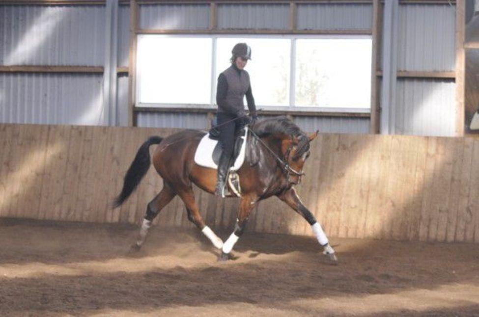 Dansk Varmblod Steensgaards Laktose (Tove)  billede 2