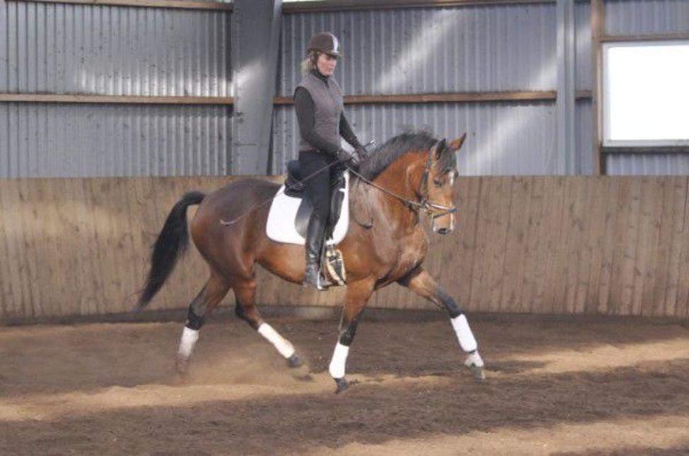 Dansk Varmblod Steensgaards Laktose (Tove)  billede 3