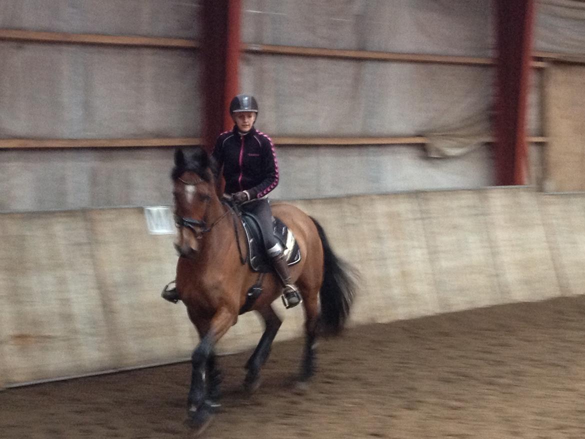 Dansk Varmblod Steensgaards Laktose (Tove)  billede 4