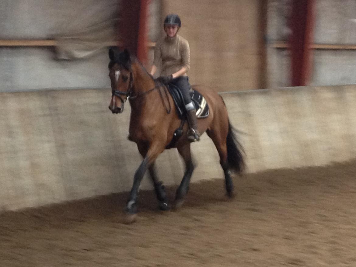 Dansk Varmblod Steensgaards Laktose (Tove)  billede 5