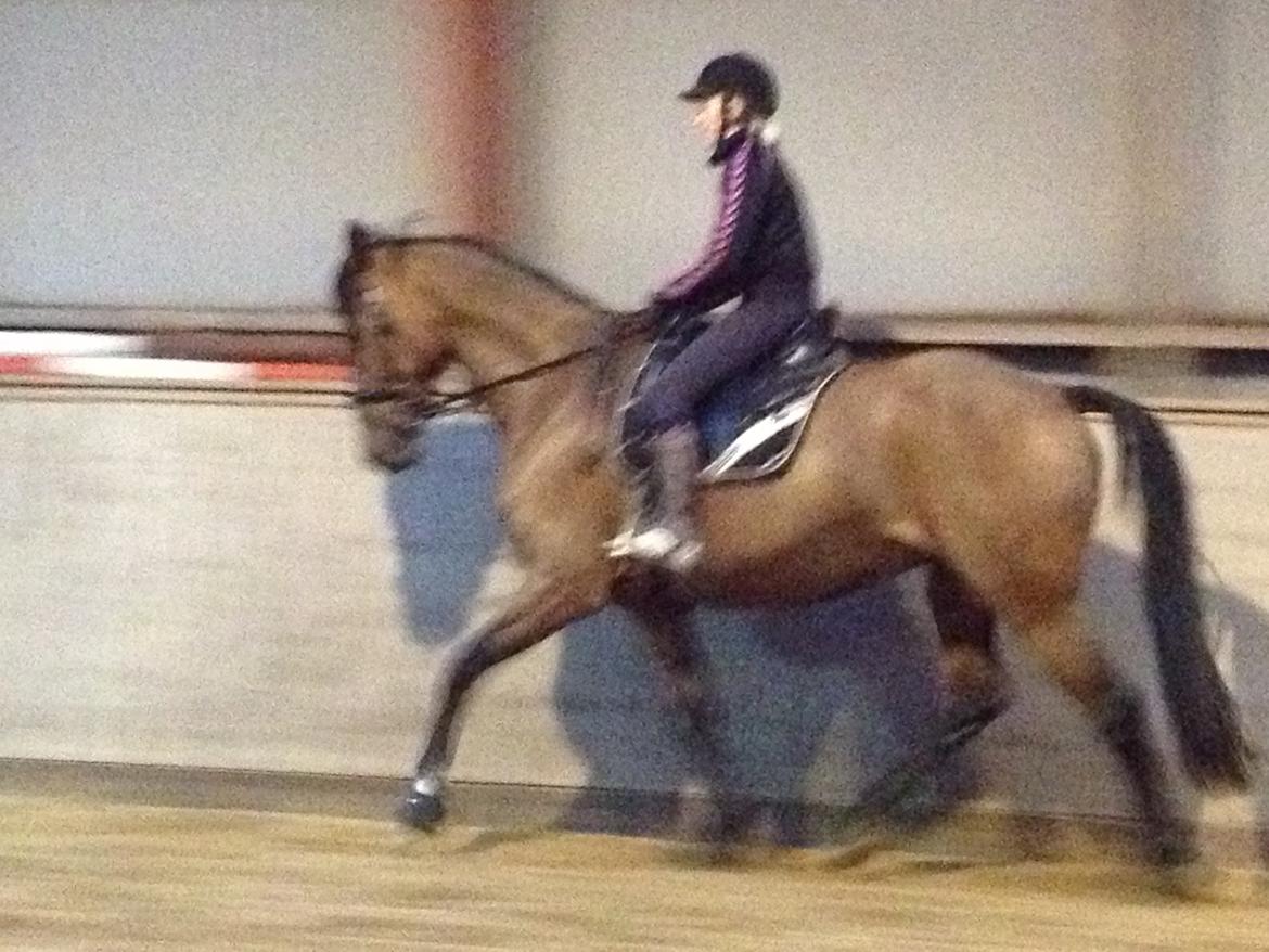 Dansk Varmblod Steensgaards Laktose (Tove)  billede 6