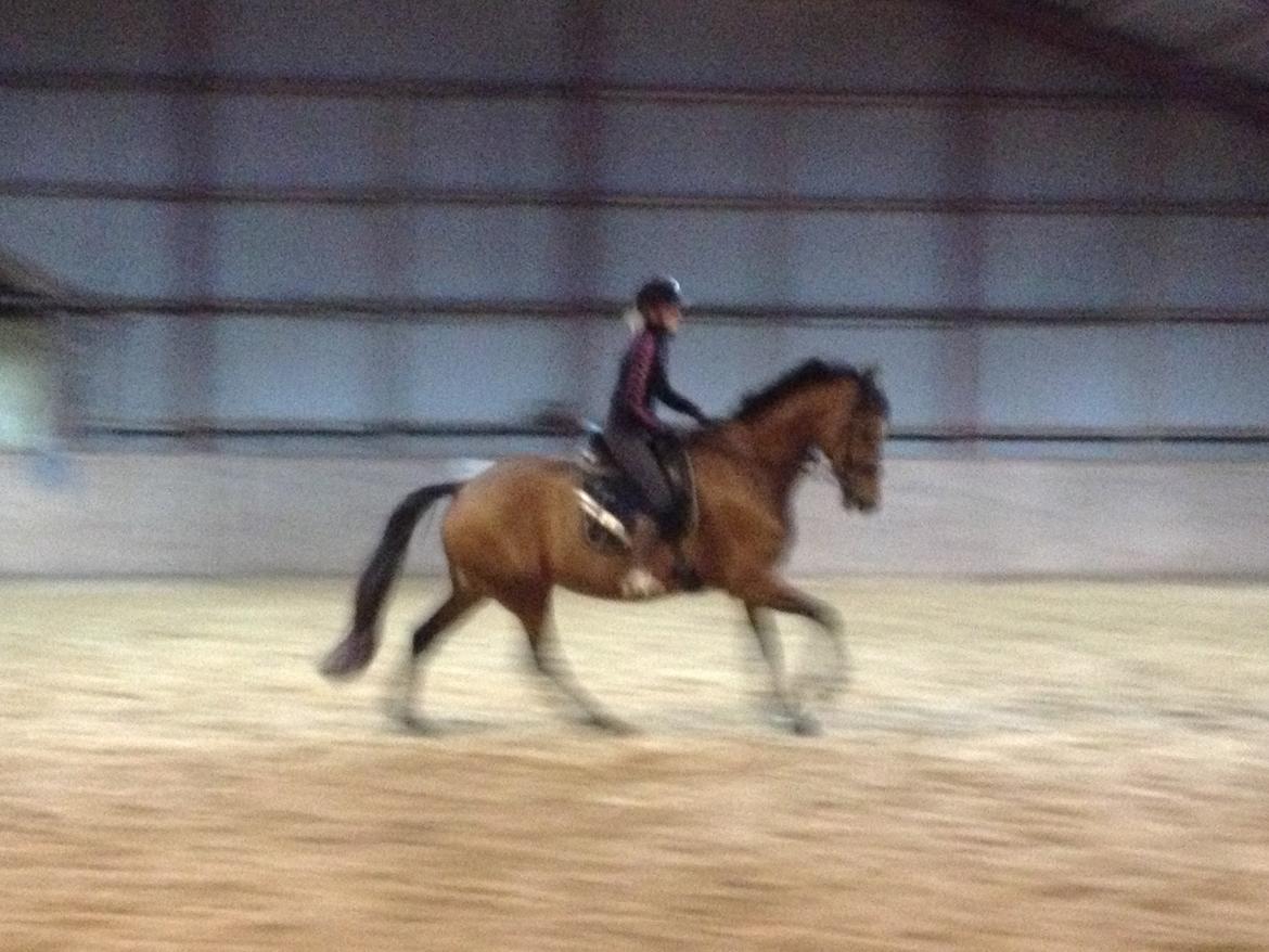 Dansk Varmblod Steensgaards Laktose (Tove)  billede 7