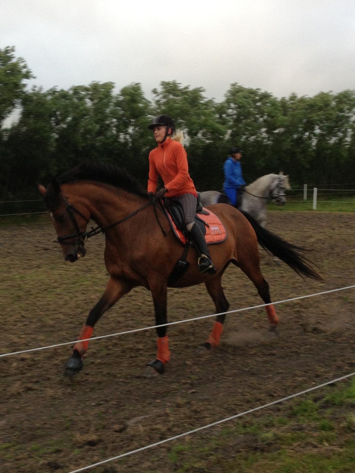 Dansk Varmblod Steensgaards Laktose (Tove)  billede 10