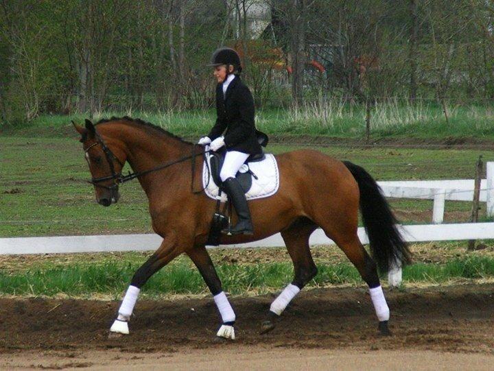 Dansk Varmblod Steensgaards Laktose (Tove)  billede 8