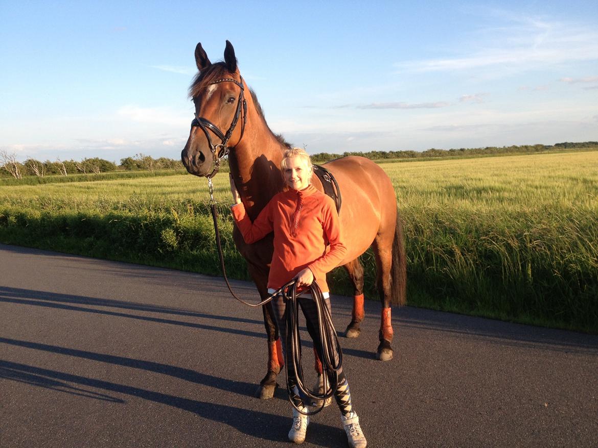 Dansk Varmblod Steensgaards Laktose (Tove)  billede 11