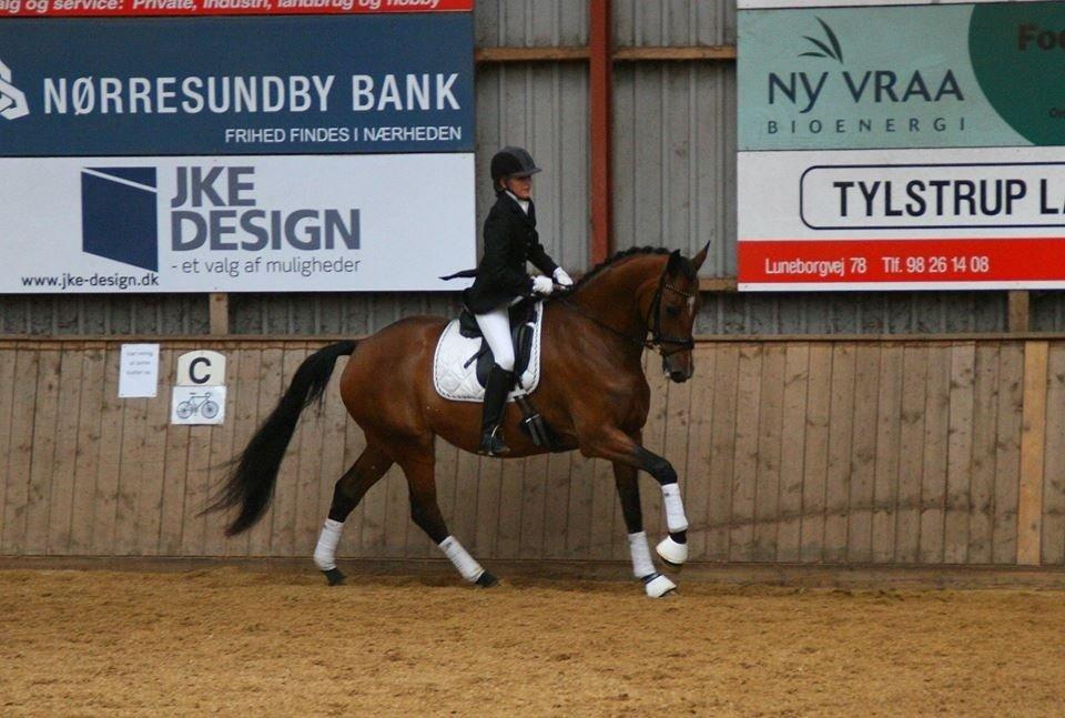 Dansk Varmblod Steensgaards Laktose (Tove)  billede 9