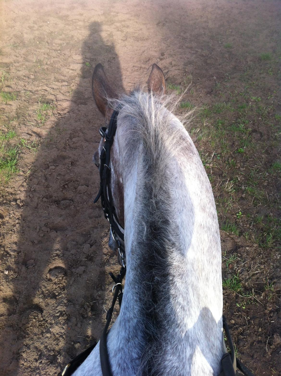 Knabstrupper Rufus den almægtige billede 9