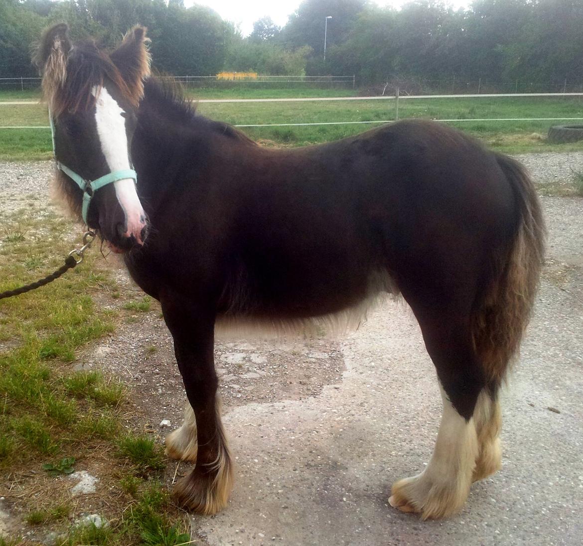 Irish Cob Royal Riain by Lovecob - Første gang jeg mødte Riain en rigtig charmebøf. billede 18