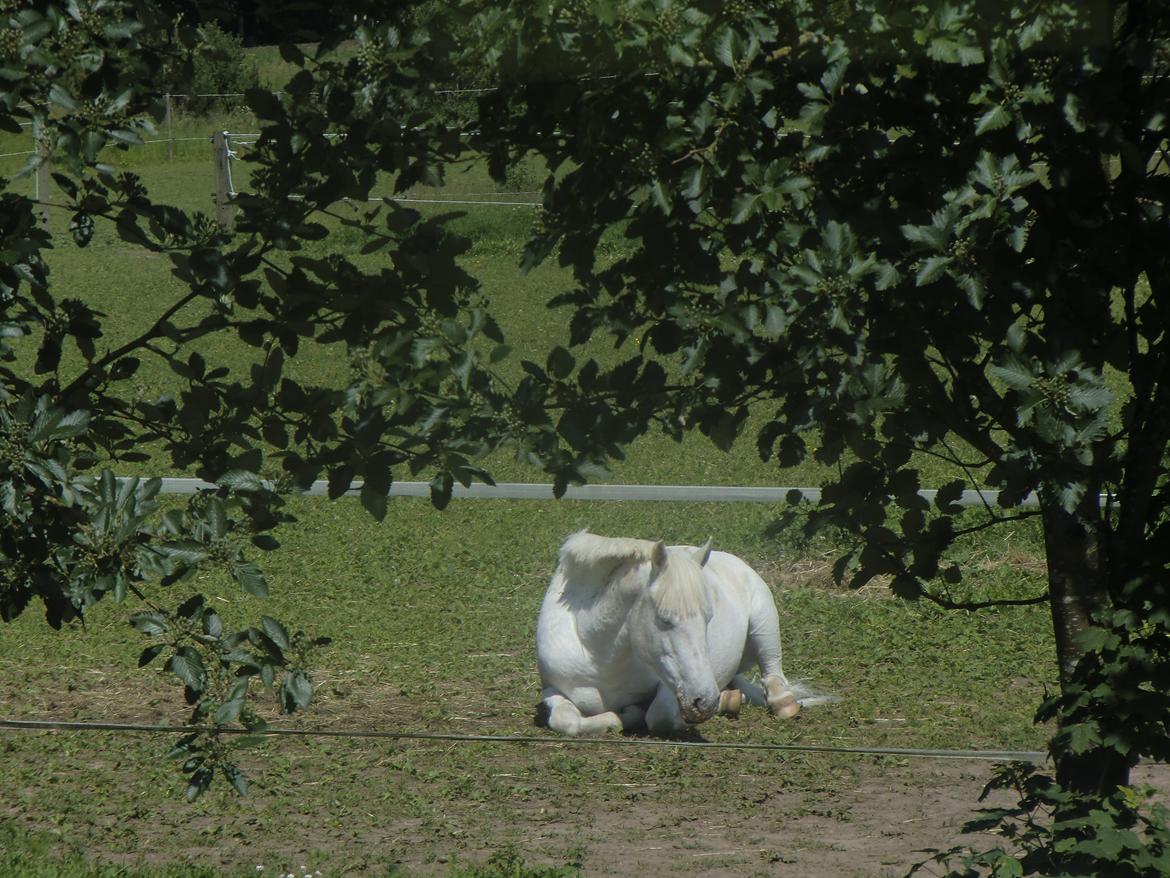 Anden særlig race Fantazy billede 21