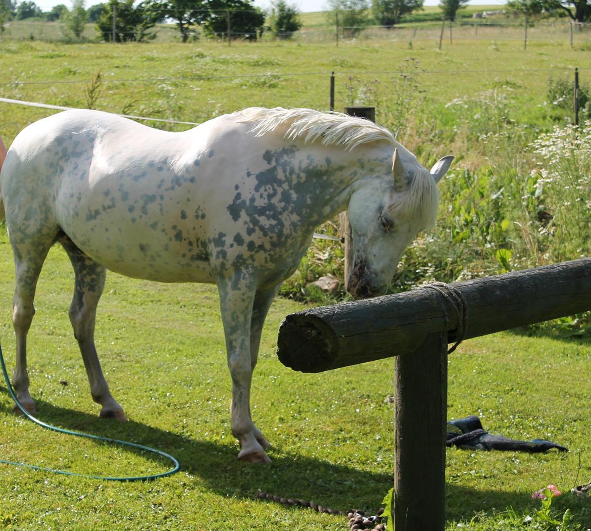 Anden særlig race Fantazy - Fanta der bliver vasket uden at være bundet :D billede 22
