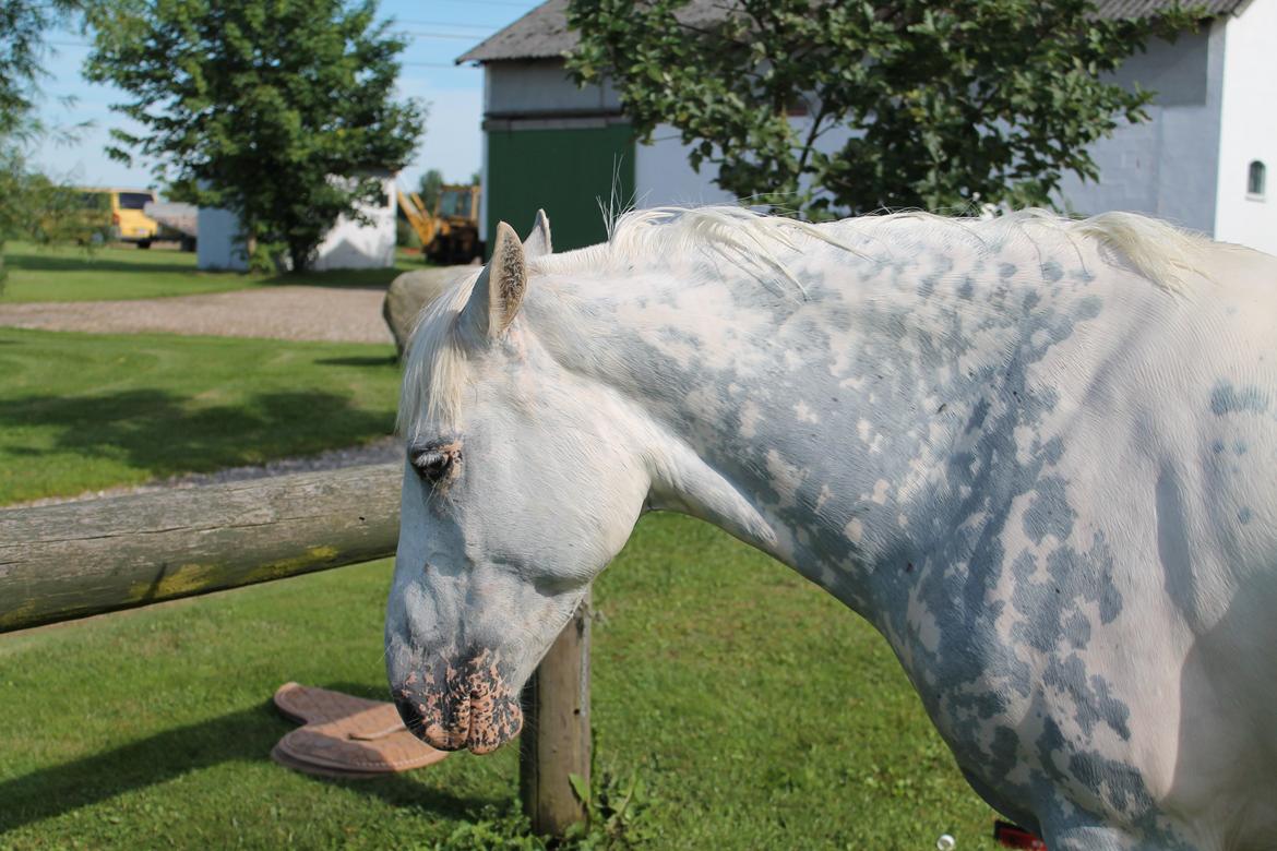 Anden særlig race Fantazy billede 23