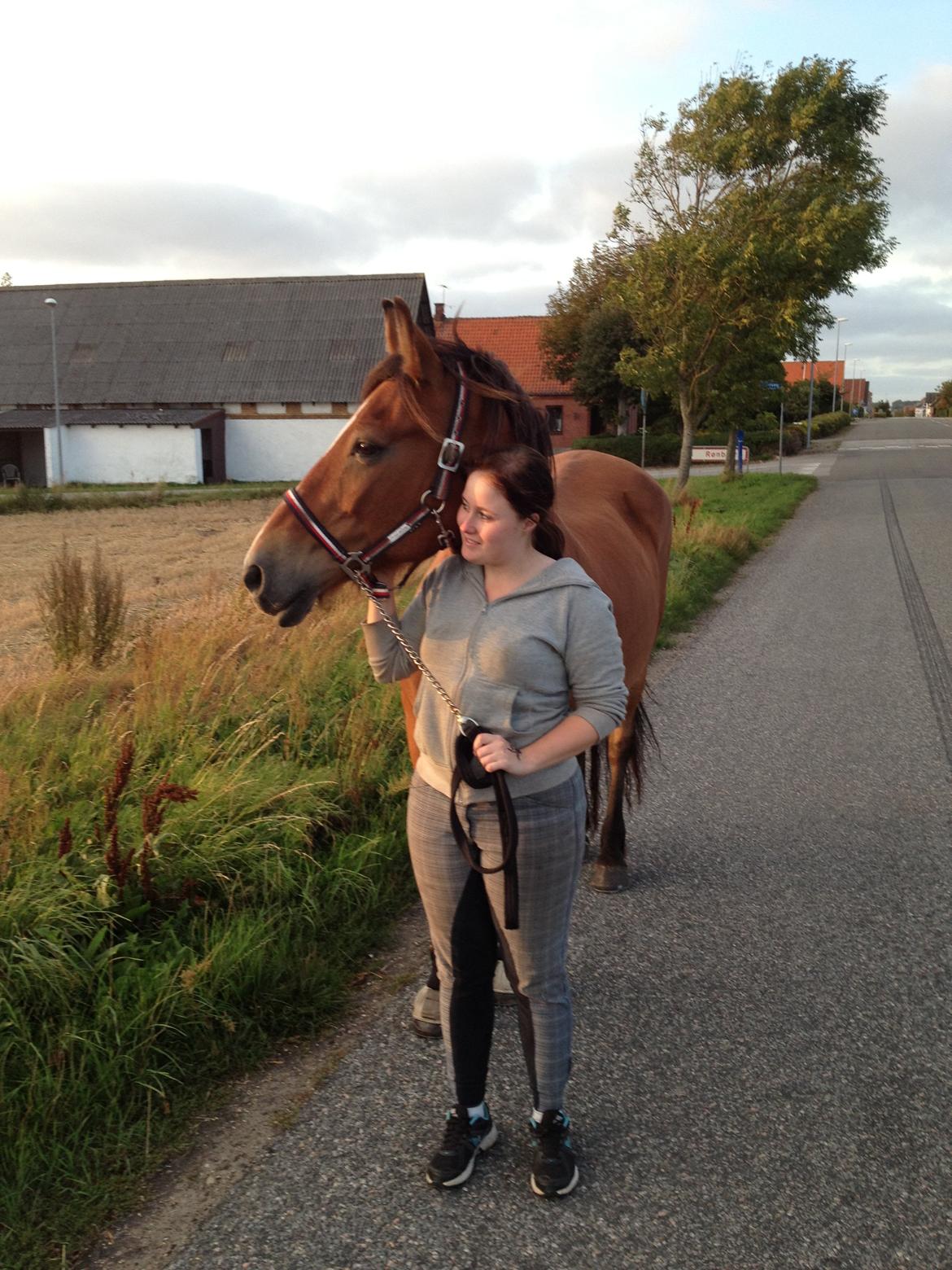 Koldblodstraver Tronilla - 3/9 - 2013 <3 billede 17