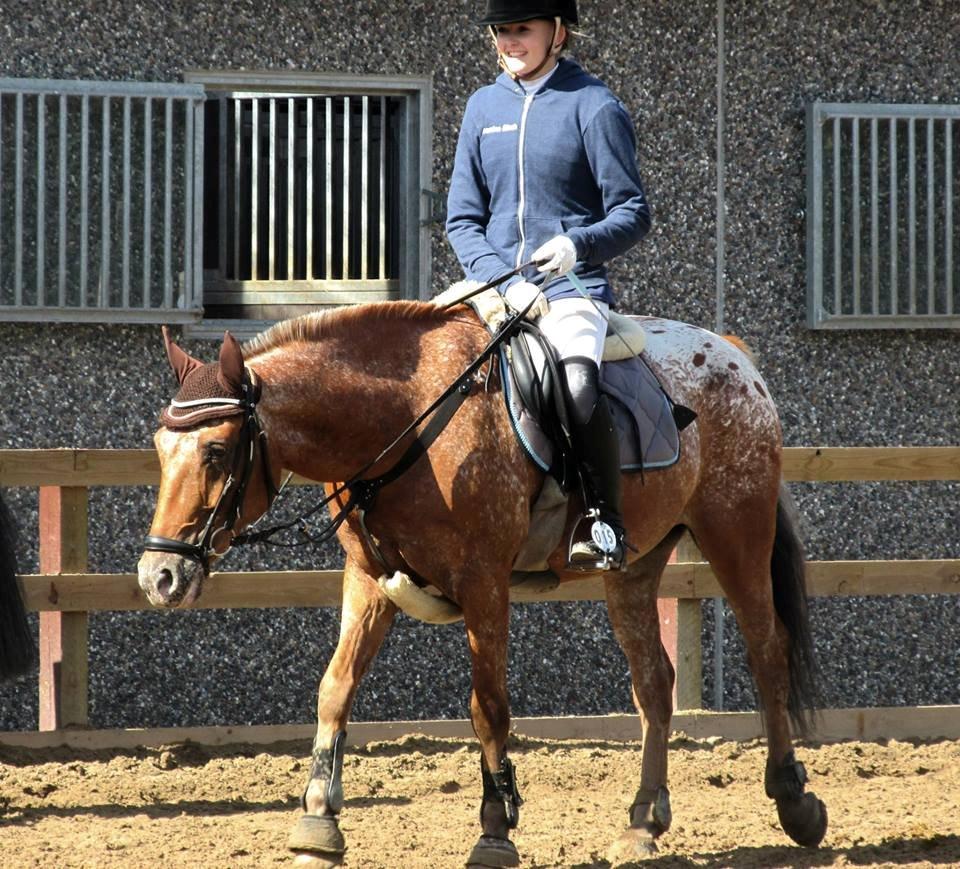 Knabstrupper Skovgårdens Rollo<3 (SOLGT) - Os to gennem alt! billede 11