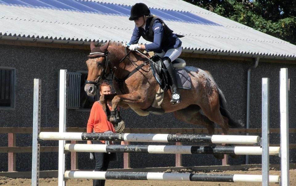 Knabstrupper Skovgårdens Rollo<3 (SOLGT) - Opvarmning på Djursland <3 billede 7