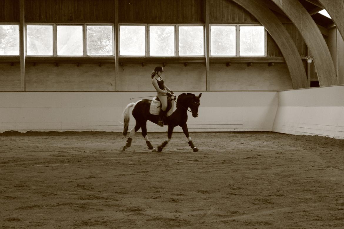 Anden særlig race Lundsbjergårds Indi billede 11