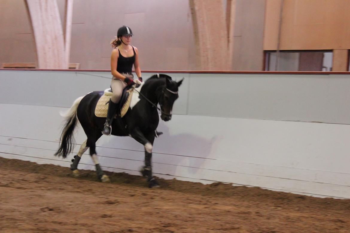 Anden særlig race Lundsbjergårds Indi billede 12