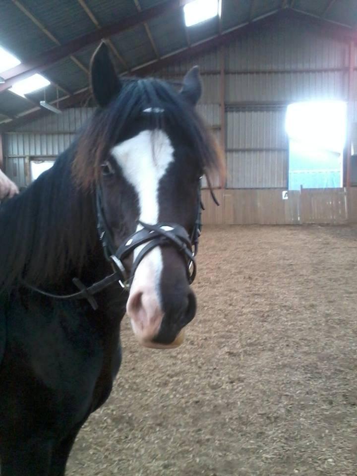 Welsh Pony af Cob-type (sec C) Yasmin billede 4