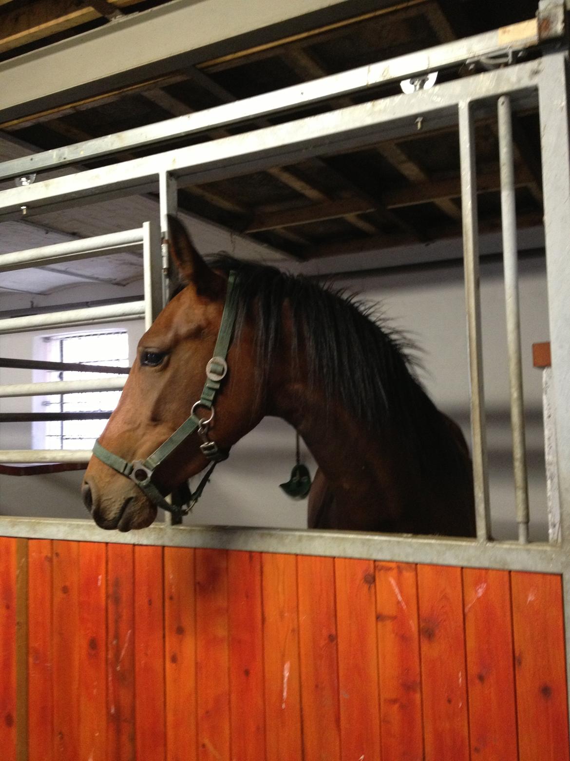 Pinto Søgård's midnight bliver kaldt diva billede 10