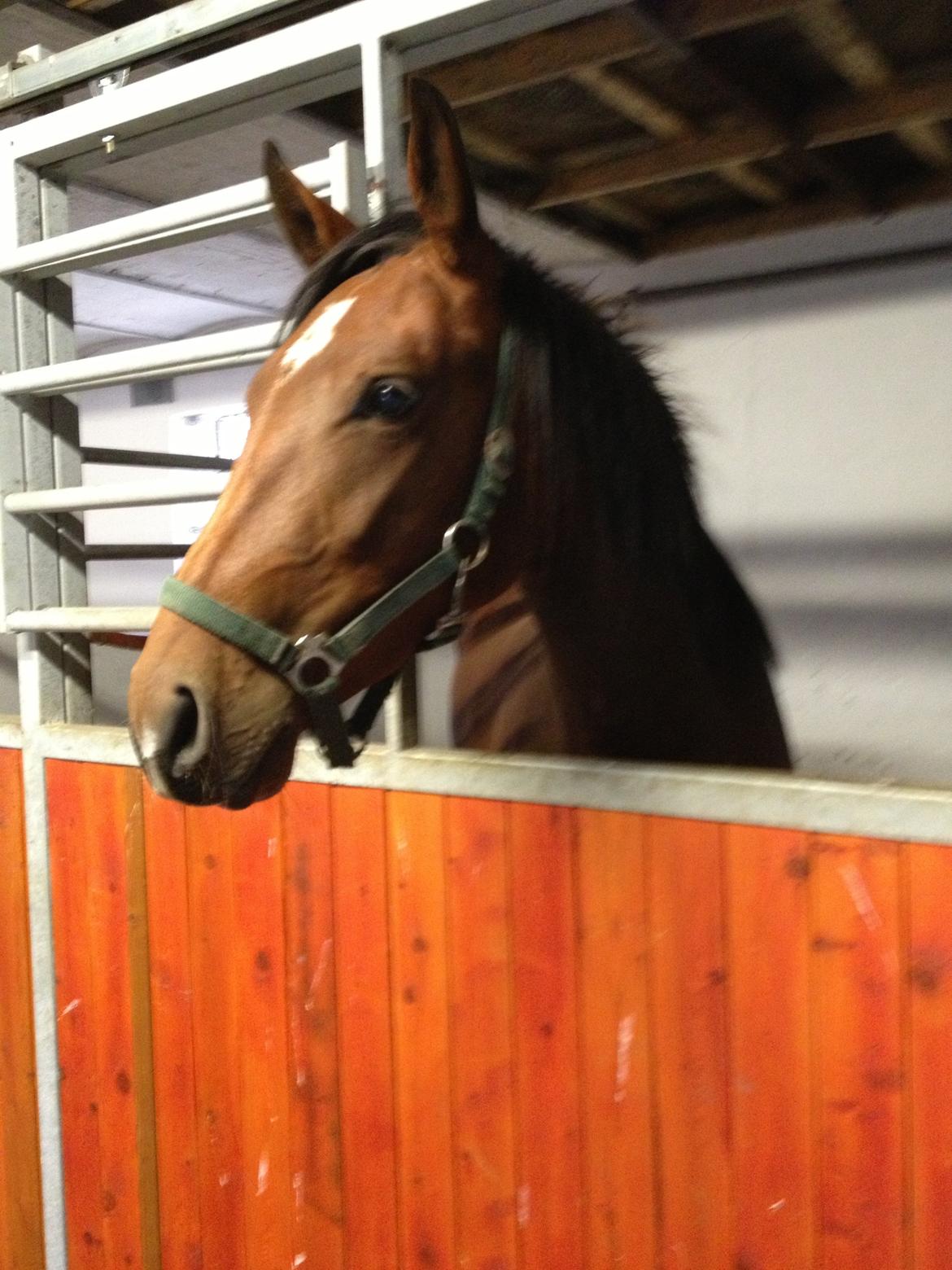 Pinto Søgård's midnight bliver kaldt diva billede 11